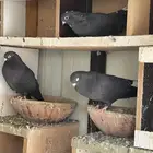 حمام قطايف للبيع