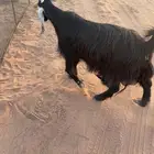 الاسياح