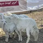 خرفان للبيع وتيوس للبيع