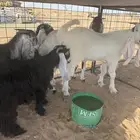 تيوس