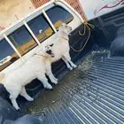 تيوس فل شحم