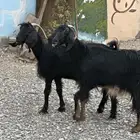 معزاء مضاريع