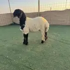 رخل نعيم صنف الصنف