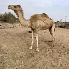 اعرض لك رحول قود طوع الرحول جاا في رجلها ضلع