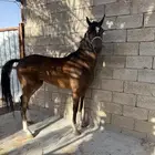 مهره