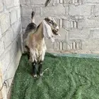 جفره صفرا عارضيه .