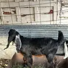 تم البيع