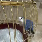 روز انثى محلل