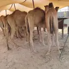 للبيع قعدان صومالي جوده طيبه