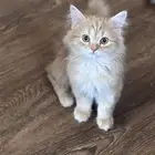 قط ذكر للبيع