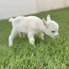 الماعز القزم