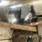 حمام باكستاني