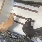حمام الاسكا وكرنقو