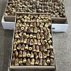تمر ورطب برني العيص