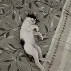 كاليكو 3 شهور ونص منقذة