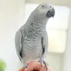 ببغاء كاسكو اليف ولعوب ومتكلم