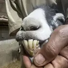عنز دافع