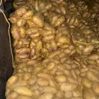 بطاطس حمله دينه