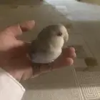 روز الليف هدد ونشبه
