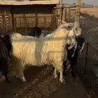 معزا حليب وتيس شرط القريع العدد 6 الموقع الذيبيه
