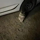 قط ضائع ب رال المكان