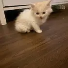 قطط كتن شيرازي