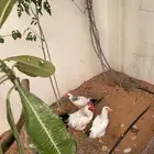 دجاج فرنسي كولمبي