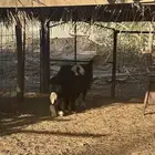 نعجه نجديه تحتها رخل للبيع