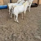 معزا بشيات