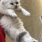 قطط سكوتش هجين شيرازي صغيرة للبيع