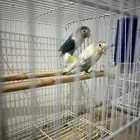 جوز فيشر منتج