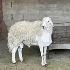 فحل حري مشروط صنف الصنف