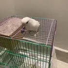 روز للبيع
