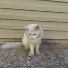 قطه للبيع غير مفحوصه نظيفه مايجي معاها ولا شي السعر