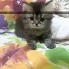 قطط عمر شهرين