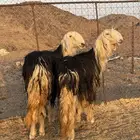ررخال نجددد صنف الصنف