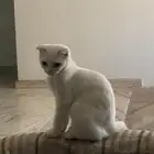 قط ذكر للتبني