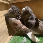 حمام جاكوبين