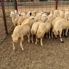 رخيل رفيد صنف وجروم كبار