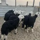 بهم نجدي