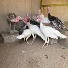 ديوك رومي للبيع
