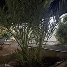 نخل عجوه