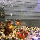 سمك قولد قيش