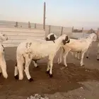 سواكن شبيه الحري مرابي وفل شحم ووزن