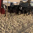 معزا مضاريع 3