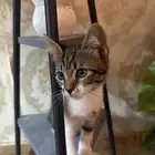 قطط شيرازي للتبني