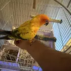 ببغاء صنكنيور