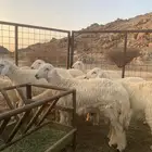 طليان حرية
