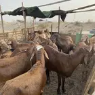 تم البيع
