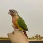 ببغاء كنيور اليف رد فاكتور